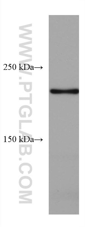 WB analysis of ATDC-5 using 67265-1-Ig