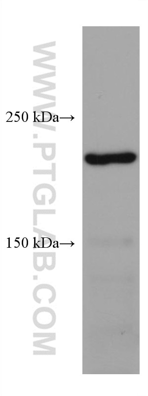 Western Blot (WB) analysis of U2OS cells using PLXNB2 Monoclonal antibody (67265-1-Ig)