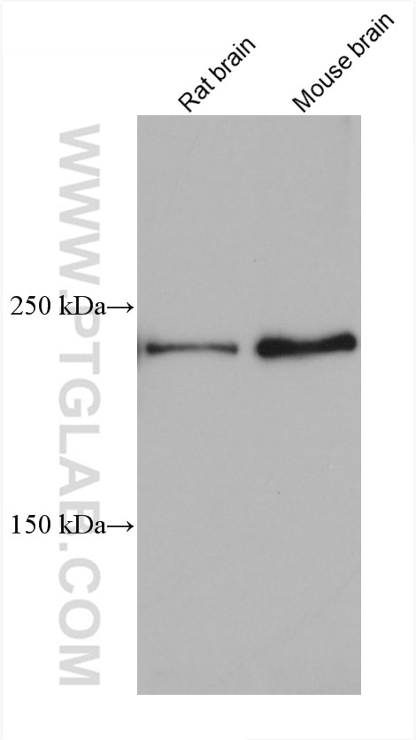 Western Blot (WB) analysis of various lysates using PLXNB2 Monoclonal antibody (67265-1-Ig)