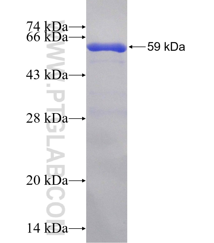PLXNB2 fusion protein Ag0941 SDS-PAGE