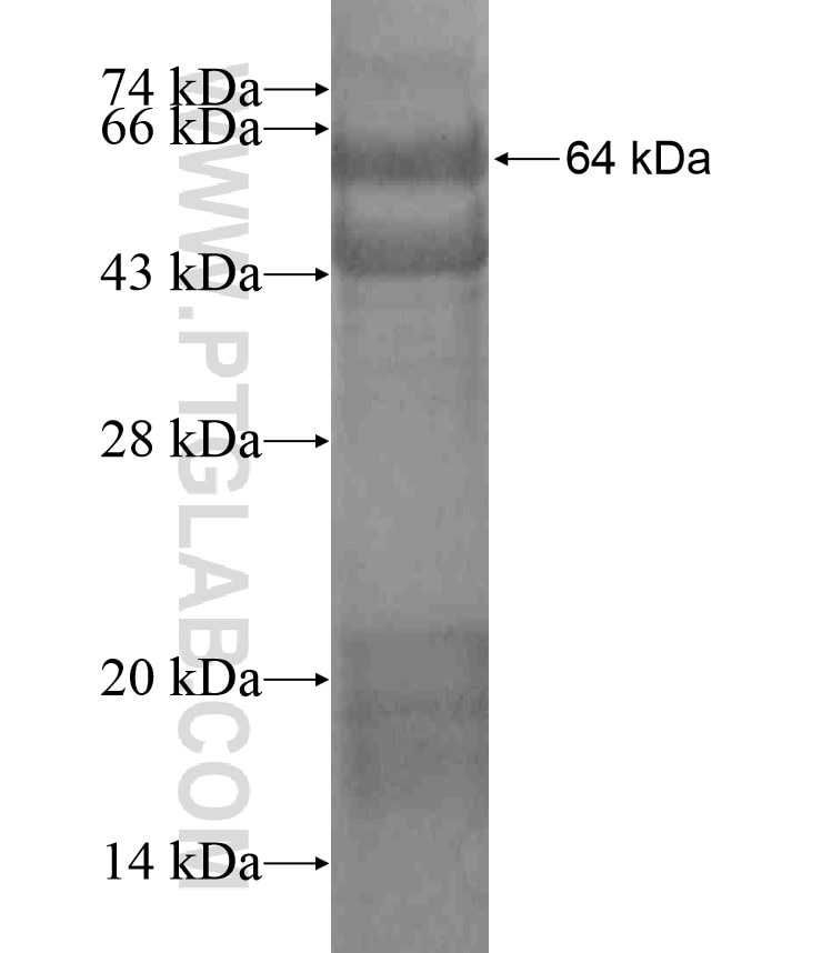 PLXNC1 fusion protein Ag18225 SDS-PAGE