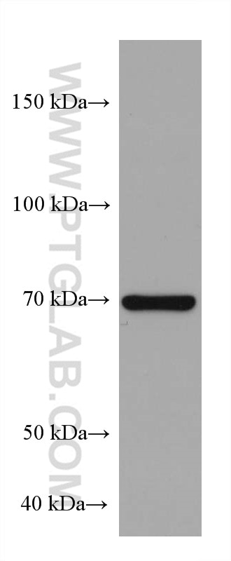 Western Blot (WB) analysis of Daudi cells using PLZF Monoclonal antibody (66672-1-Ig)