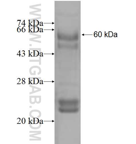 PLZF fusion protein Ag3783 SDS-PAGE