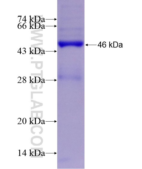 PM20D1 fusion protein Ag29154 SDS-PAGE
