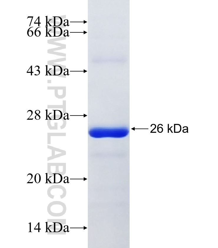 PM20D1 fusion protein Ag29171 SDS-PAGE