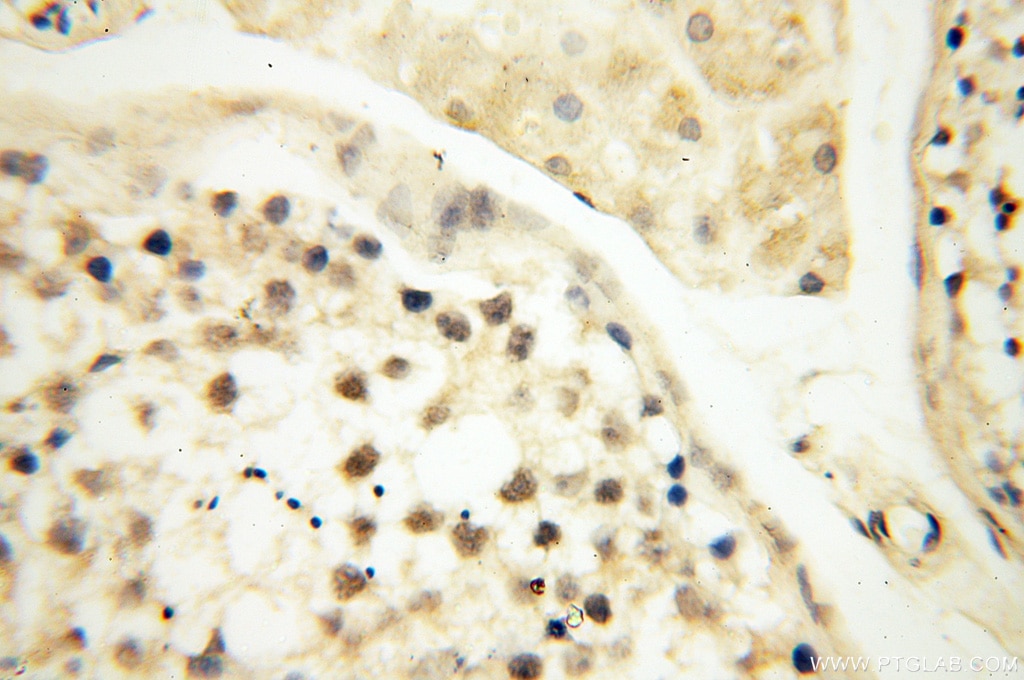 Immunohistochemistry (IHC) staining of human testis tissue using PM20D2 Polyclonal antibody (17705-1-AP)