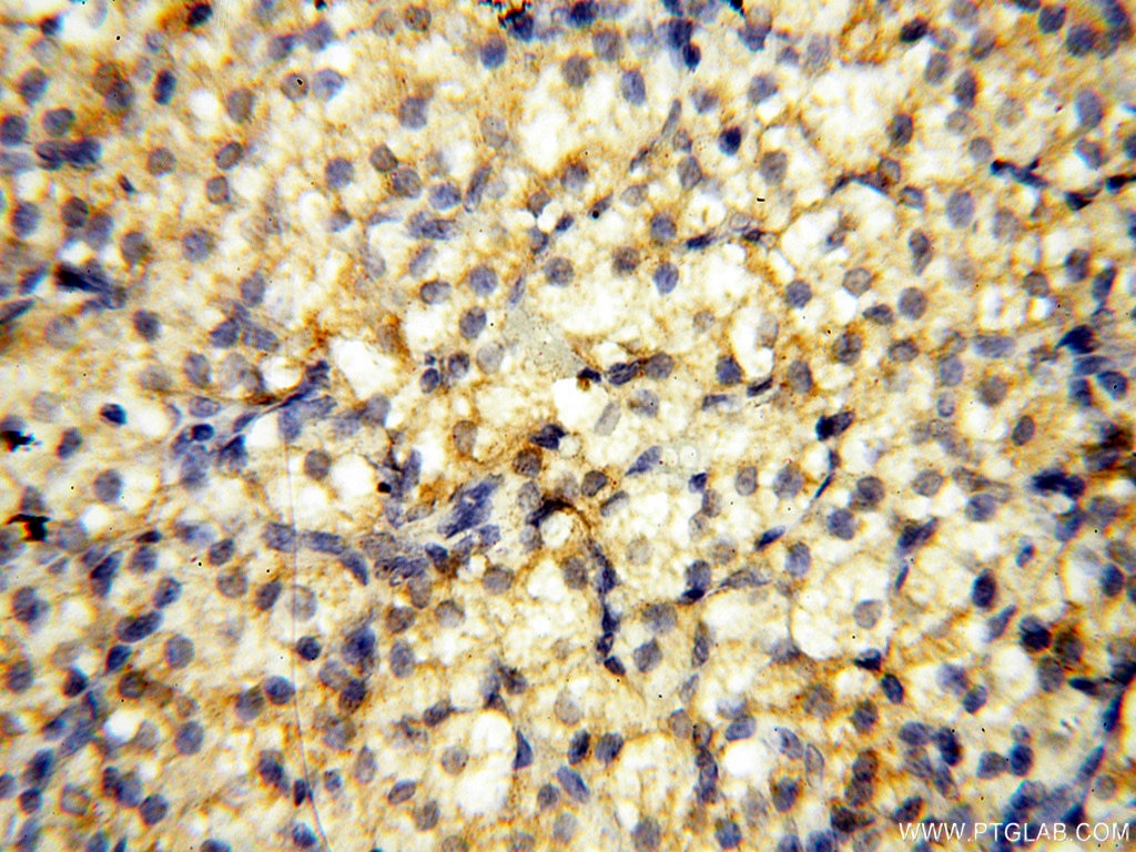Immunohistochemistry (IHC) staining of human ovary tissue using PM20D2 Polyclonal antibody (17705-1-AP)