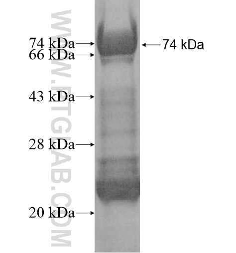 PM20D2 fusion protein Ag11991 SDS-PAGE