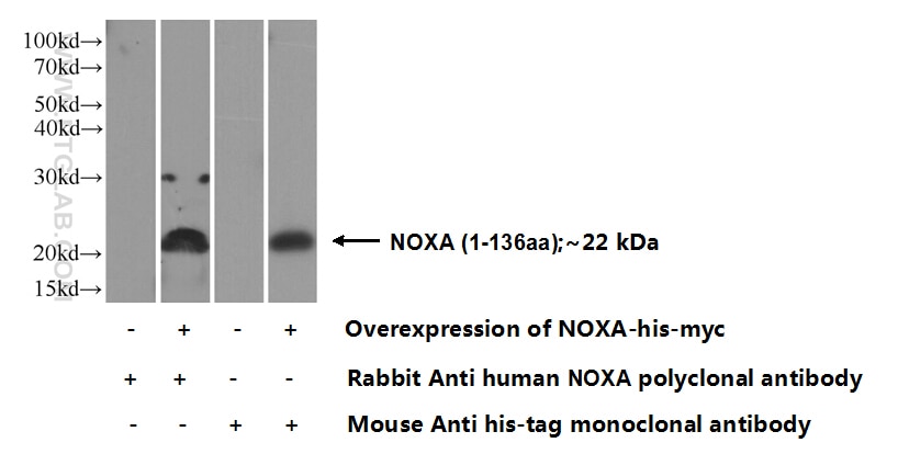 Noxa Polyclonal antibody