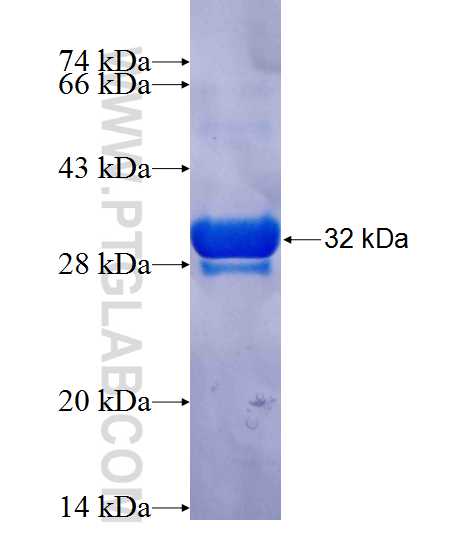 PMAIP1 fusion protein Ag25130 SDS-PAGE