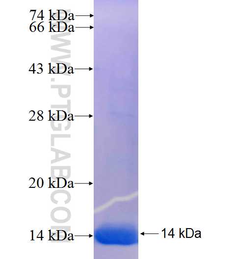 PMAIP1 fusion protein Ag25156 SDS-PAGE