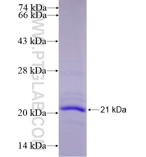 NOXA fusion protein Ag11733 SDS-PAGE