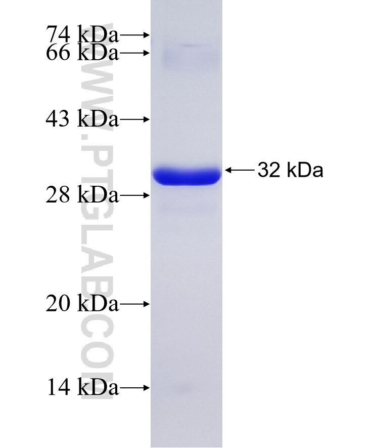 PMCA2 fusion protein Ag28994 SDS-PAGE