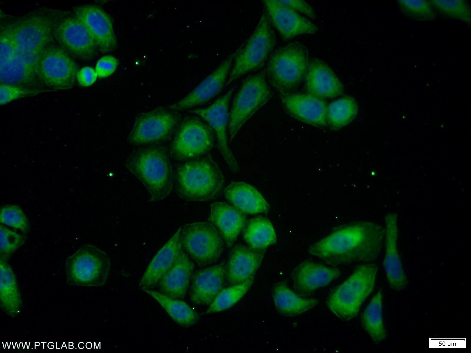 Immunofluorescence (IF) / fluorescent staining of PC-3 cells using PMEPA1 Polyclonal antibody (16521-1-AP)