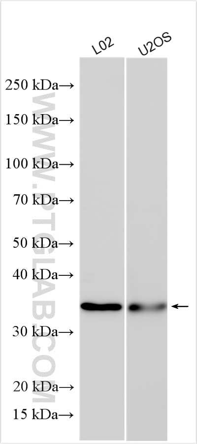 WB analysis using 16521-1-AP