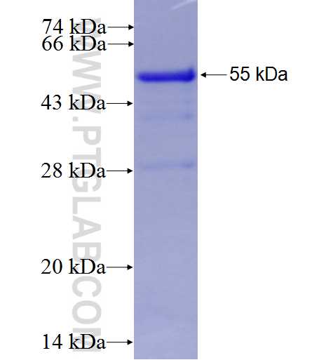 PMEPA1 fusion protein Ag9744 SDS-PAGE