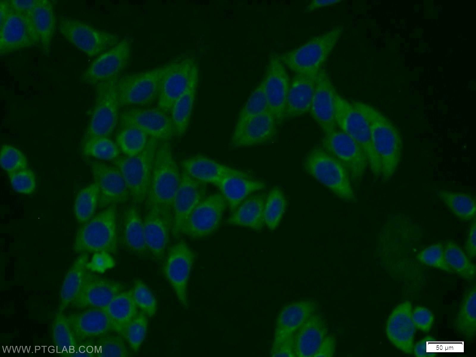 Immunofluorescence (IF) / fluorescent staining of HepG2 cells using PMF1 Polyclonal antibody (11190-2-AP)