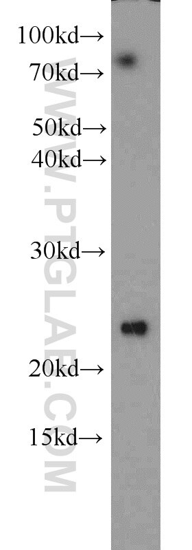 Western Blot (WB) analysis of HepG2 cells using PMF1 Polyclonal antibody (11190-2-AP)
