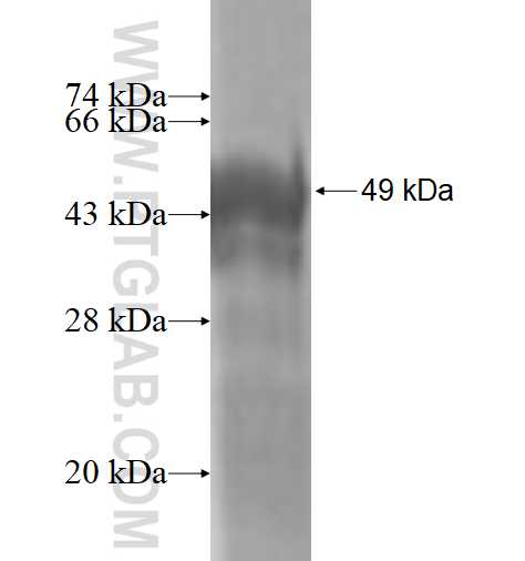 PMF1 fusion protein Ag1672 SDS-PAGE