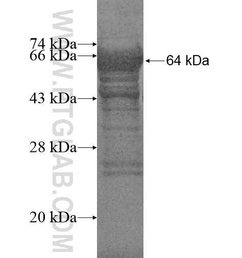 PMFBP1 fusion protein Ag10789 SDS-PAGE