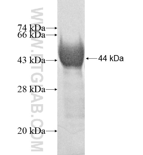 PMFBP1 fusion protein Ag10959 SDS-PAGE