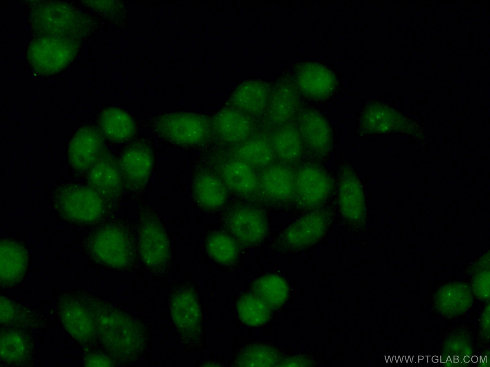 Immunofluorescence (IF) / fluorescent staining of HeLa cells using PML Polyclonal antibody (21041-1-AP)