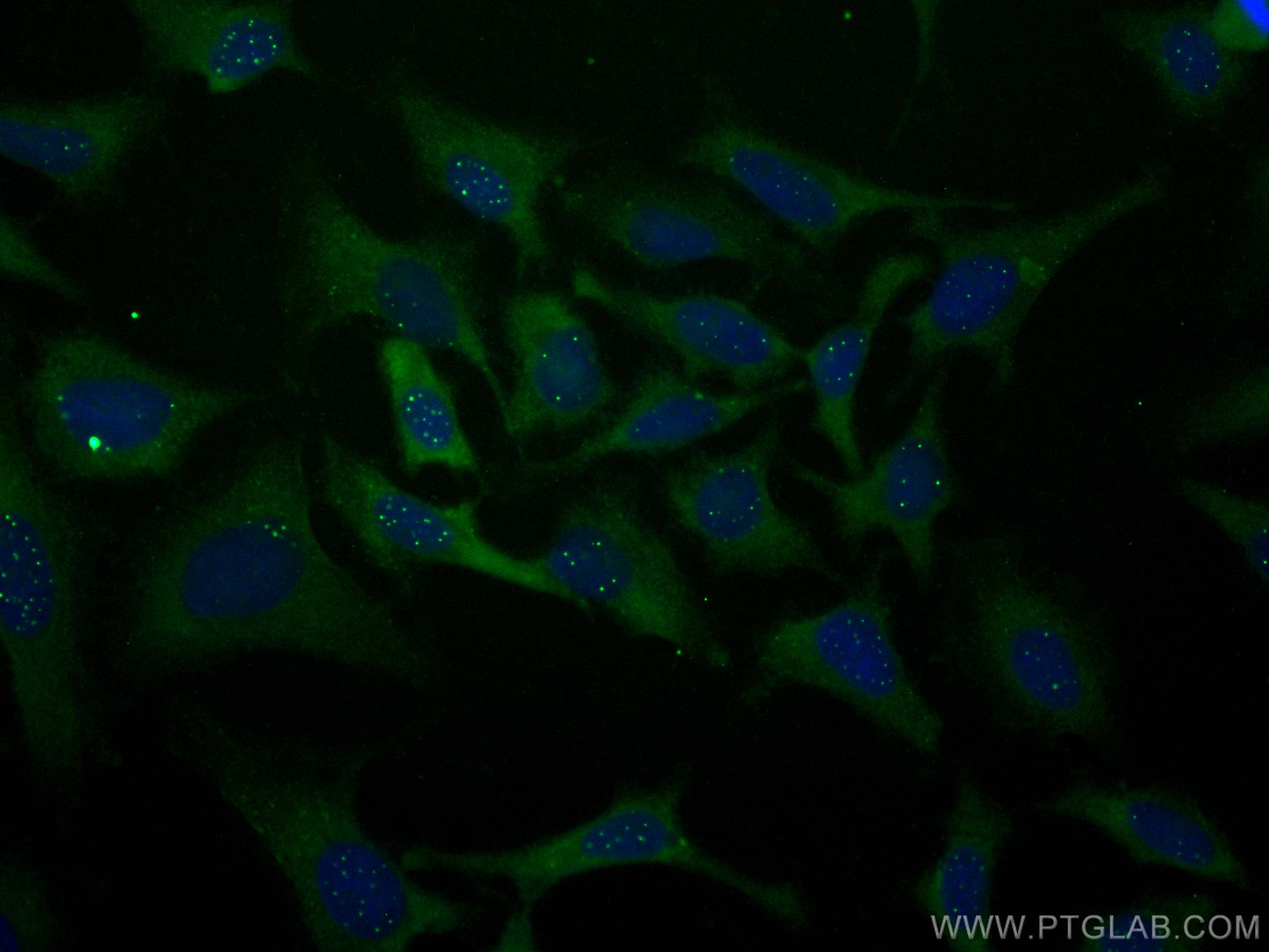 Immunofluorescence (IF) / fluorescent staining of HeLa cells using CoraLite® Plus 488-conjugated PML Polyclonal antib (CL488-21041)