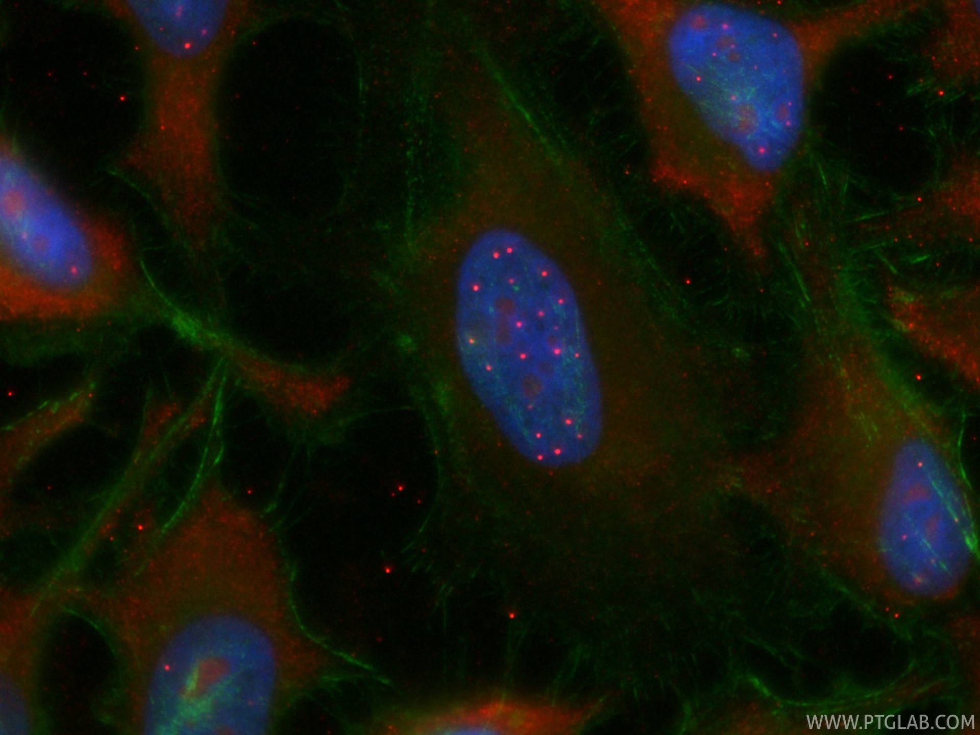 Immunofluorescence (IF) / fluorescent staining of HeLa cells using CoraLite®594-conjugated PML Recombinant monoclonal (CL594-85048-5)