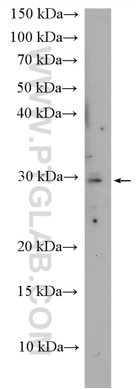 Western Blot (WB) analysis of HepG2 cells using PMM1 Polyclonal antibody (11252-2-AP)