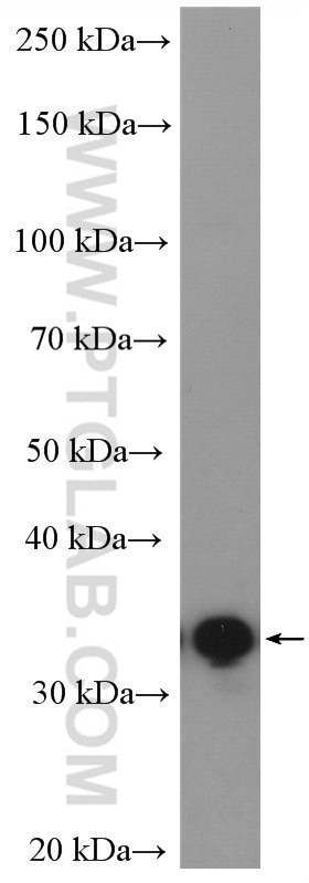 WB analysis of NIH/3T3 using 11252-2-AP