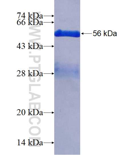 PMM1 fusion protein Ag1782 SDS-PAGE