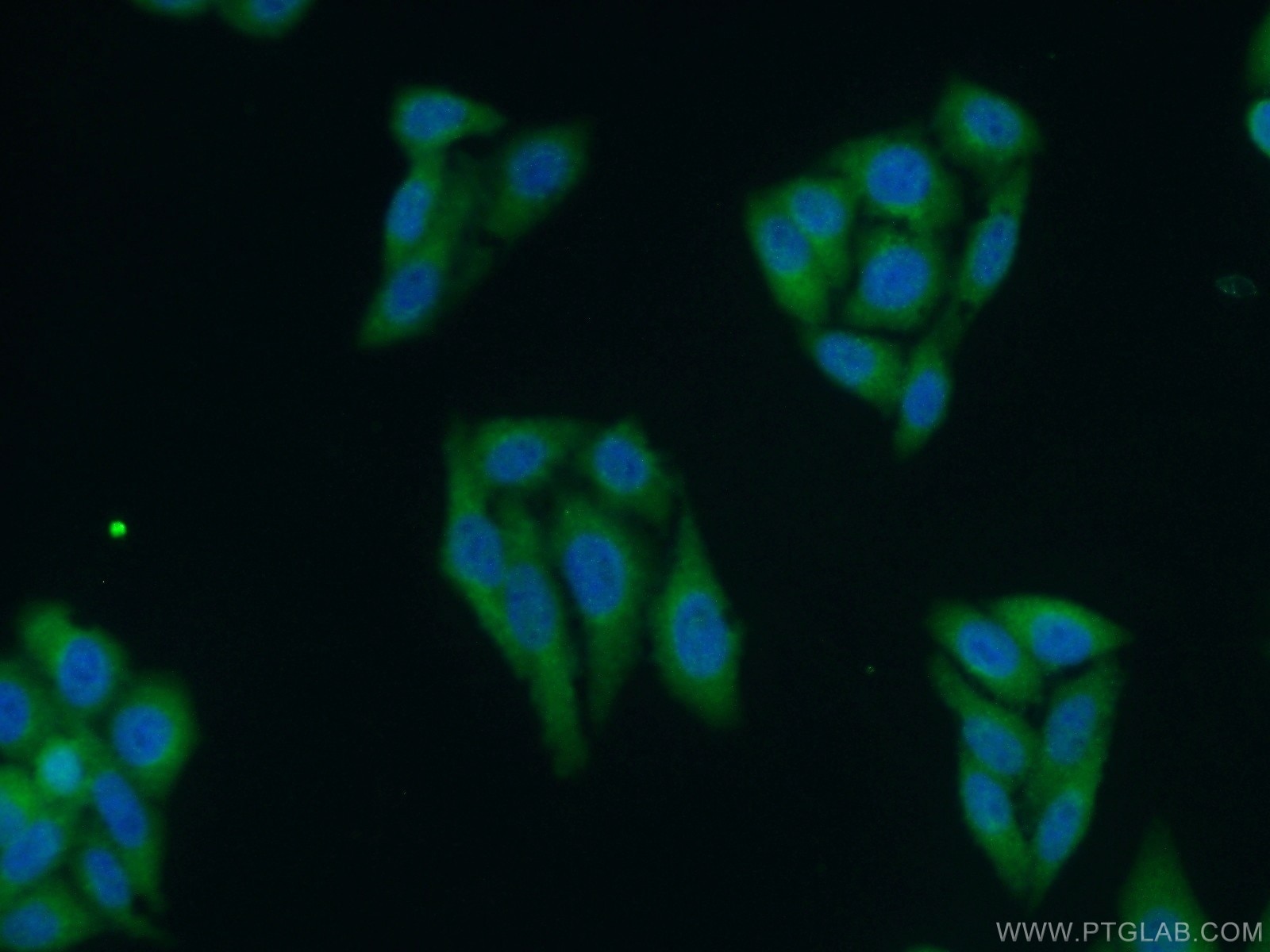 Immunofluorescence (IF) / fluorescent staining of HepG2 cells using PMM2 Polyclonal antibody (10666-1-AP)