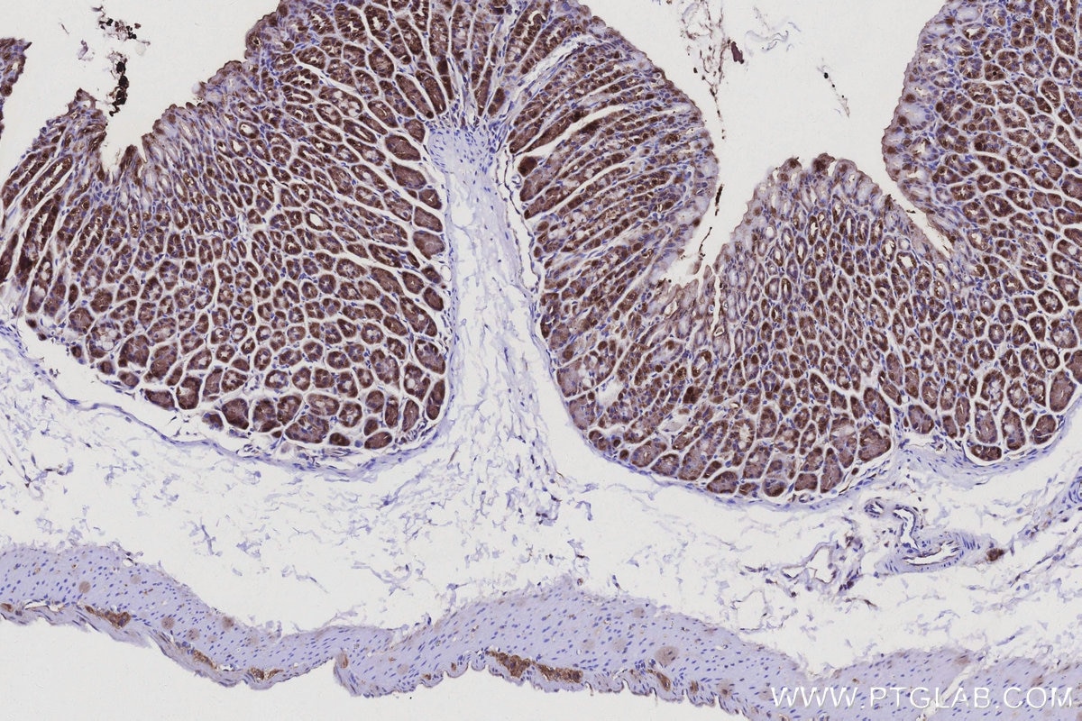Immunohistochemistry (IHC) staining of mouse stomach tissue using PMM2 Polyclonal antibody (10666-1-AP)