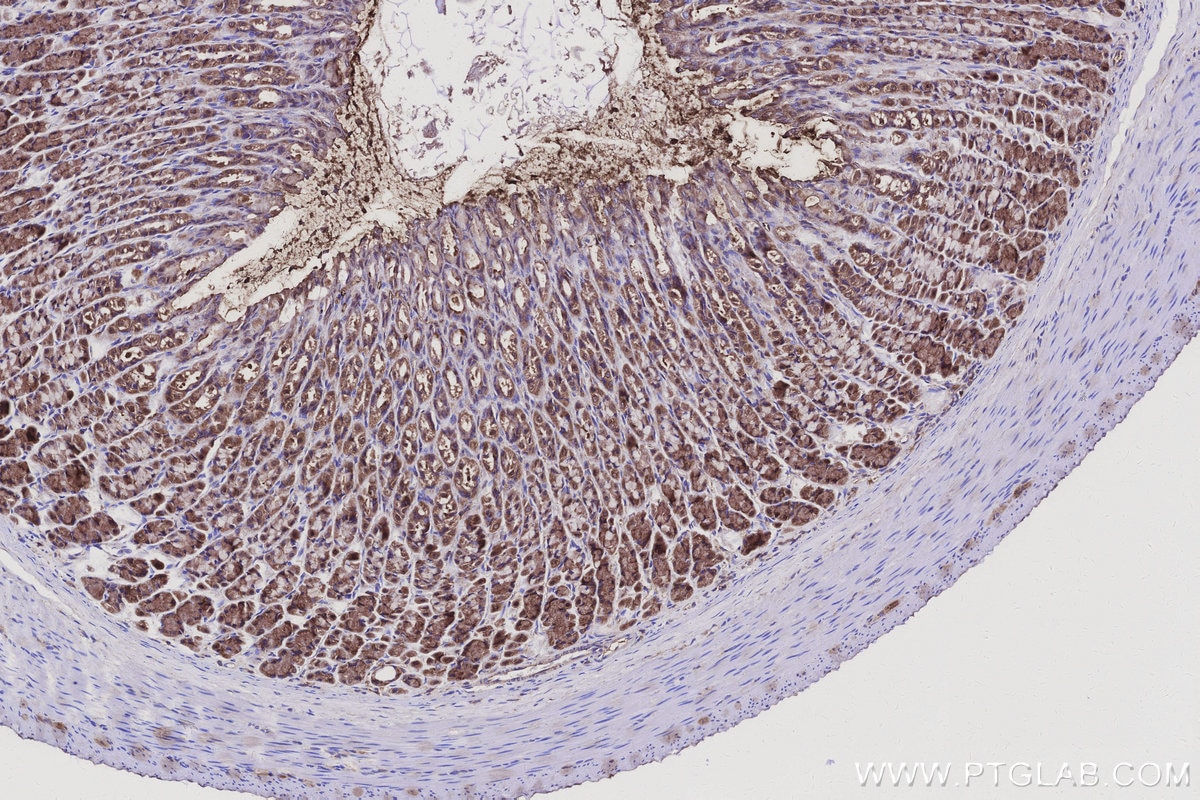 Immunohistochemistry (IHC) staining of rat stomach tissue using PMM2 Polyclonal antibody (10666-1-AP)