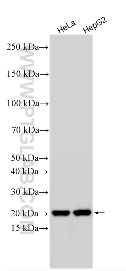 Western Blot (WB) analysis of various lysates using PMM2 Polyclonal antibody (10666-1-AP)