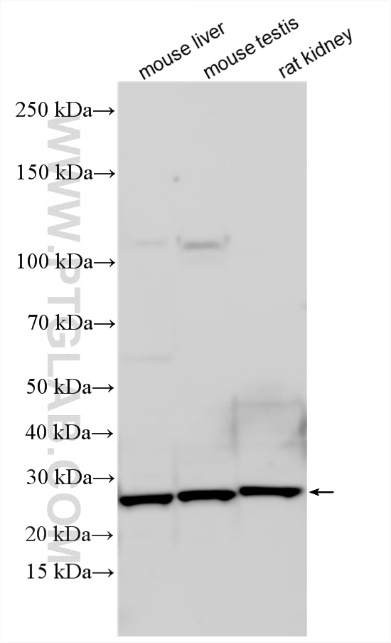 Western Blot (WB) analysis of various lysates using PMM2 Polyclonal antibody (10666-1-AP)