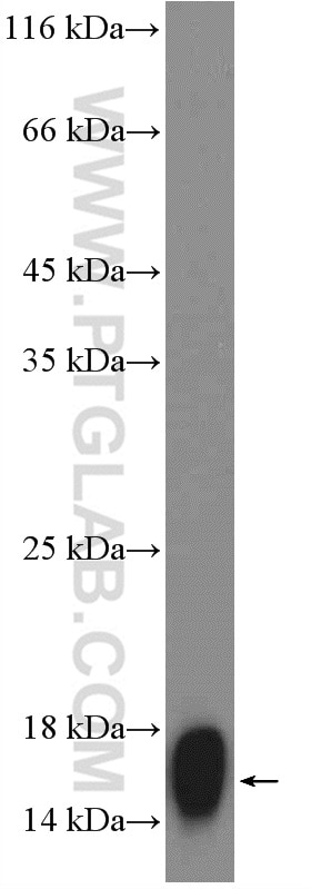 Western Blot (WB) analysis of pig spinal cord tissue using PMP2 Polyclonal antibody (12717-1-AP)