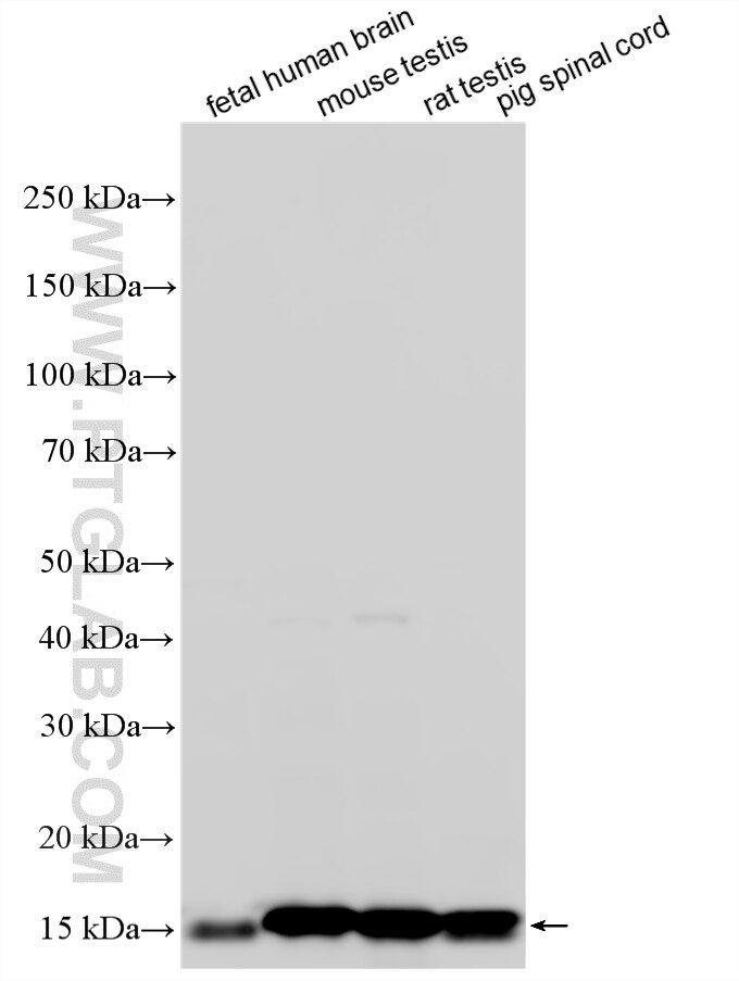 WB analysis using 12717-1-AP (same clone as 12717-1-PBS) Western Blot (WB) analysis of various lysates using PMP2 Polyclonal antibody (12717-1-AP)