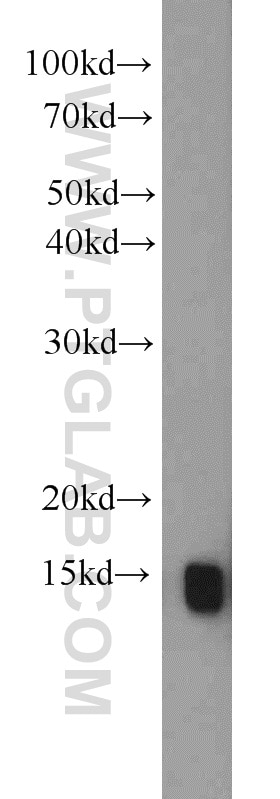 Western Blot (WB) analysis of mouse testis tissue using PMP2 Polyclonal antibody (12717-1-AP)