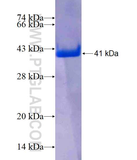 PMP2 fusion protein Ag3411 SDS-PAGE
