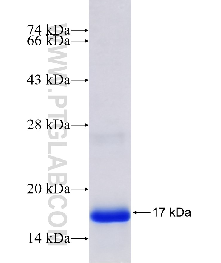 PMP22 fusion protein Ag9436 SDS-PAGE