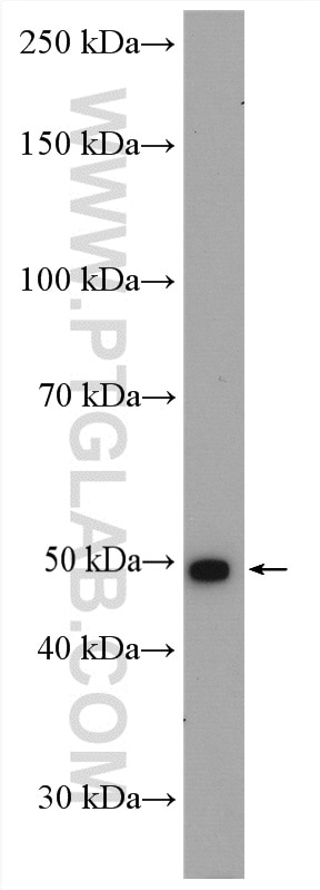 Western Blot (WB) analysis of T-47D cells using PMPCA Polyclonal antibody (26536-1-AP)