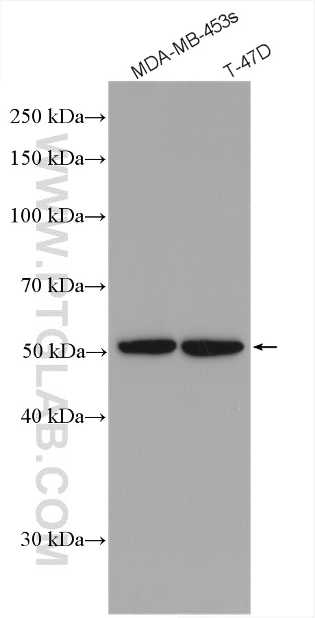 Western Blot (WB) analysis of various lysates using PMPCA Polyclonal antibody (26536-1-AP)