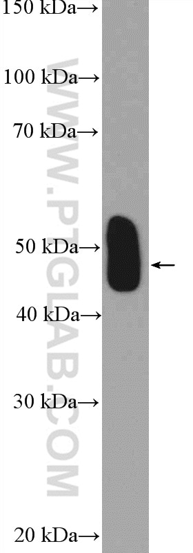 Western Blot (WB) analysis of rat liver tissue using PMPCB Polyclonal antibody (16064-1-AP)