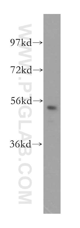 Western Blot (WB) analysis of HepG2 cells using PMPCB Polyclonal antibody (16064-1-AP)