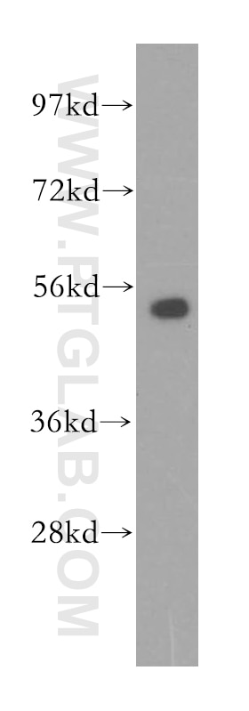 Western Blot (WB) analysis of MCF-7 cells using PMPCB Polyclonal antibody (16064-1-AP)