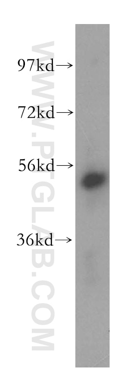 Western Blot (WB) analysis of human liver tissue using PMPCB Polyclonal antibody (16064-1-AP)