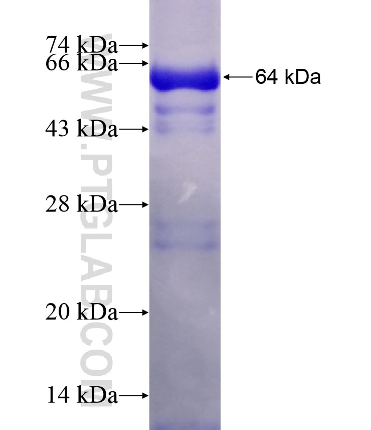 PMPCB fusion protein Ag8937 SDS-PAGE