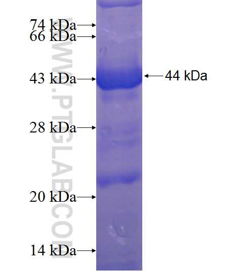 PMPCB fusion protein Ag9186 SDS-PAGE