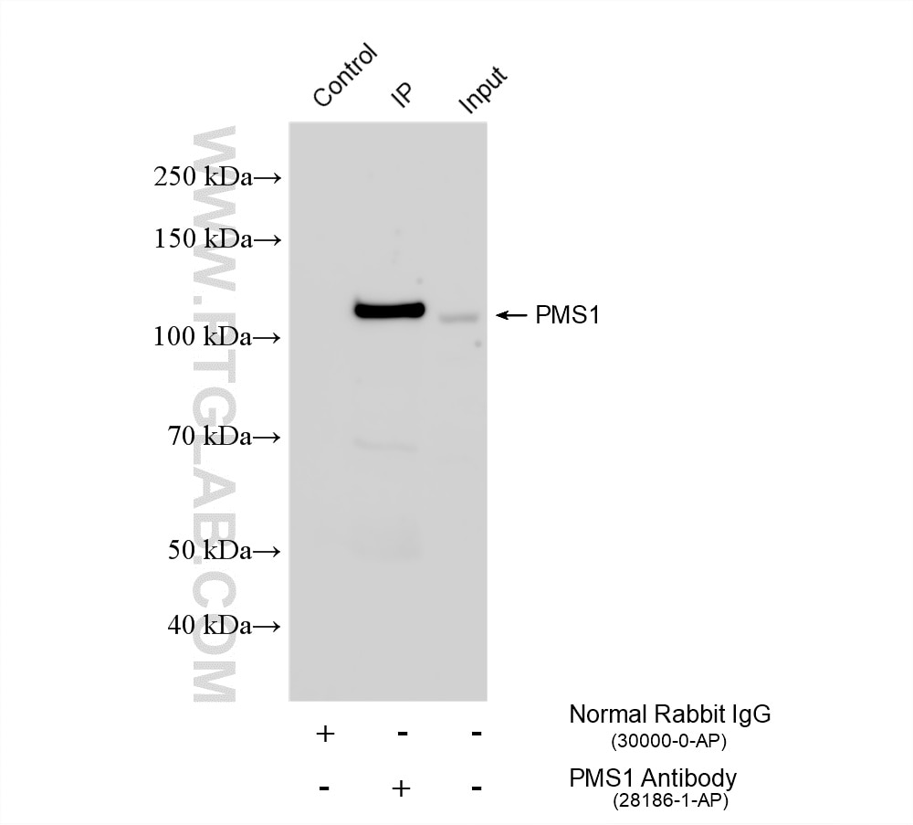 Immunoprecipitation (IP) experiment of Jurkat cells using PMS1 Polyclonal antibody (28186-1-AP)